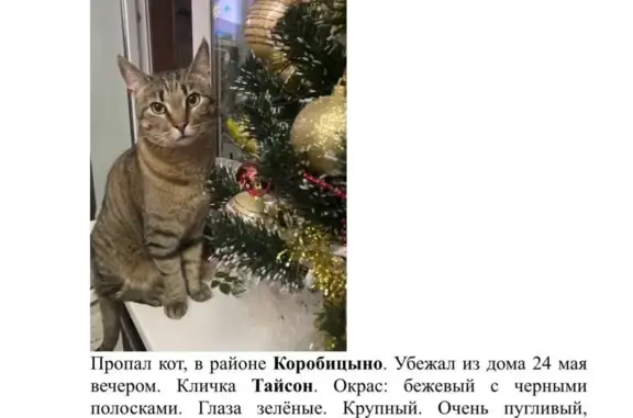 Пропала кошка на Сиреневой улице, Коробицыно