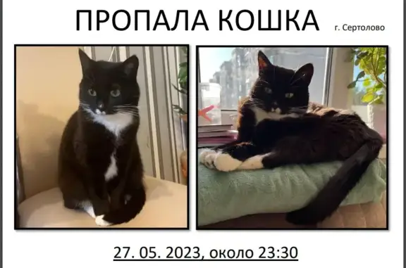 Пропала черно-белая кошка на улице Молодцова, 15 к1, Сертолово