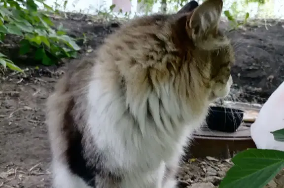 Найдена кошка на Вернадского 7 с поврежденной лапкой