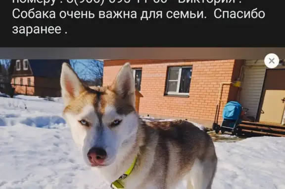 Пропала собака Хаски в Нестерово