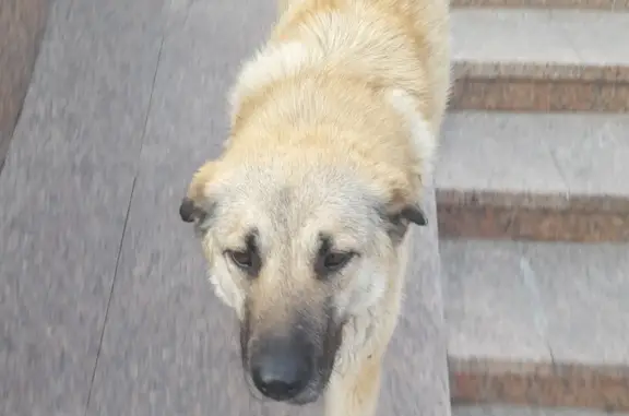 Найдена добрая собака в Красноярске, возможно потеряшка