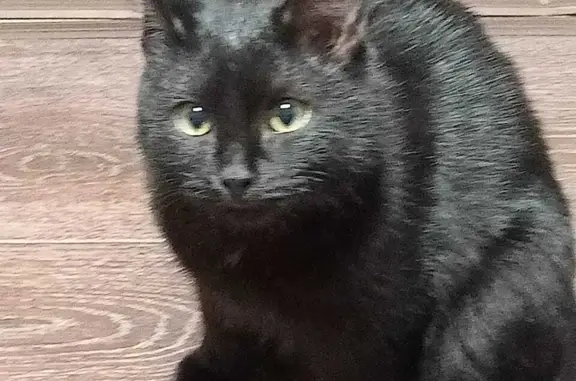Пропала кошка Чёрный кот на 2-й Надеждинской улице