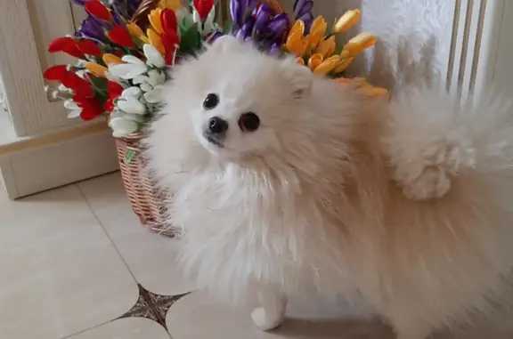 Собаки потеряшки, Краснодар, фото: Потеряшка шпиц Мальчик возле Трамвайного Депо, Краснодар