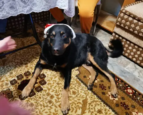 Собаки потеряшки, Краснодар, фото: Потеряшка собака, Краснодар, ул. Таймырская 10/3