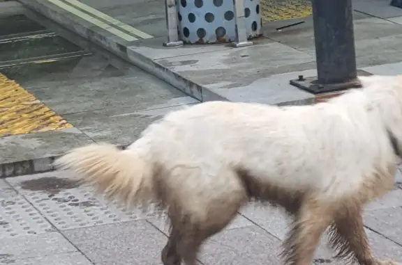 Собака ищет хозяина возле метро Прокшино