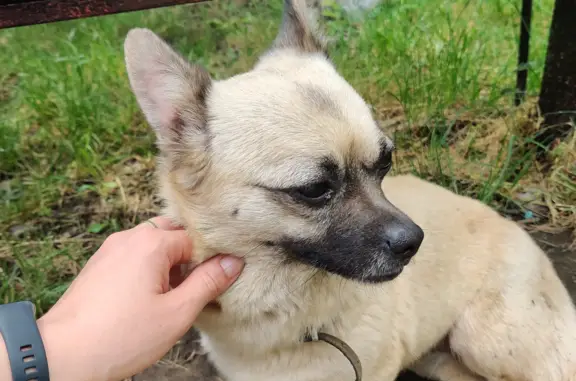 Найдена собака на улице Игнатова, Краснодар