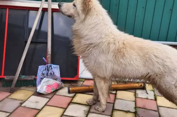 Собака найдена: Белая овчарка на Комсомольской, 48, Батайск