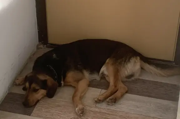 Пропала собака Байкал в Деревне Молитвино, Московская область