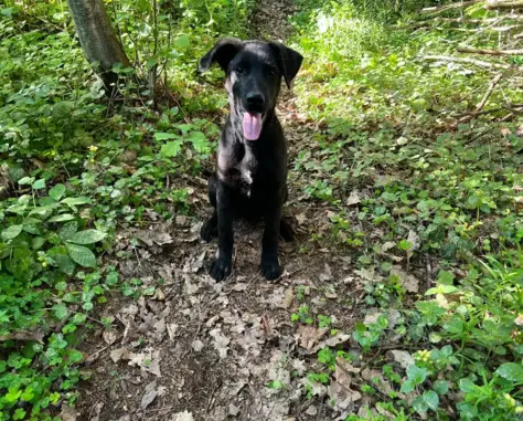Найден черный щенок в Московской области.