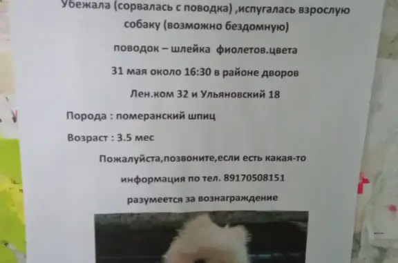 Пропала собака на пр. Ленинского Комсомола, 32