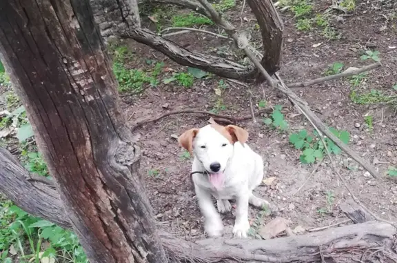 Найдена молодая собака на Капитанской, похожа на джек-рассел, ищем хозяев
