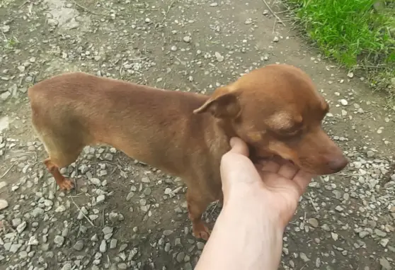 Найдена породистая собака в районе Садов Калинина, ищем хозяина