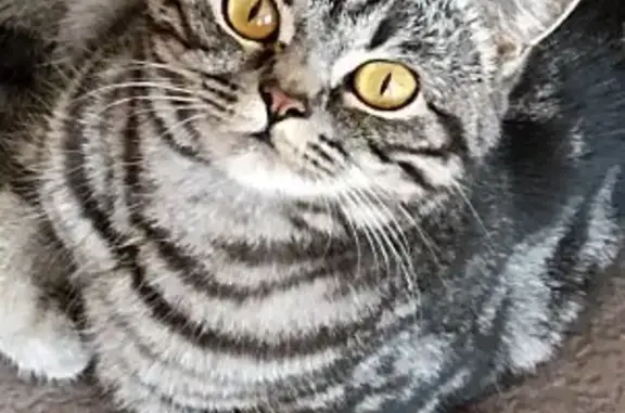 Кошки потеряшки, Ижевск, фото: Потеряшка британская кошка, адрес - Энгельса 40, Ижевск.