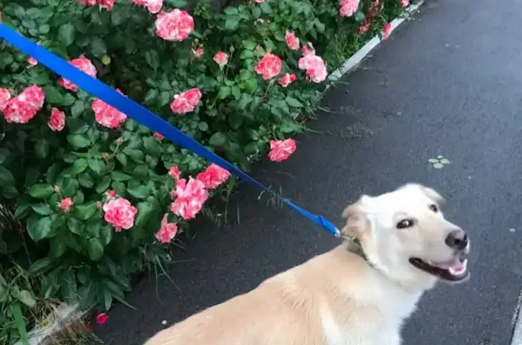 Найденные животные Ростов-на-Дону, фото: Собака Пес найдена на улице Орбитальной, Ростов-на-Дону