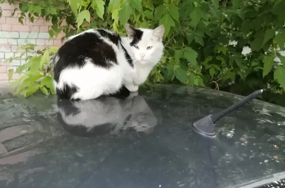 Потеряшка котик на улице Вагжанова, Тверь