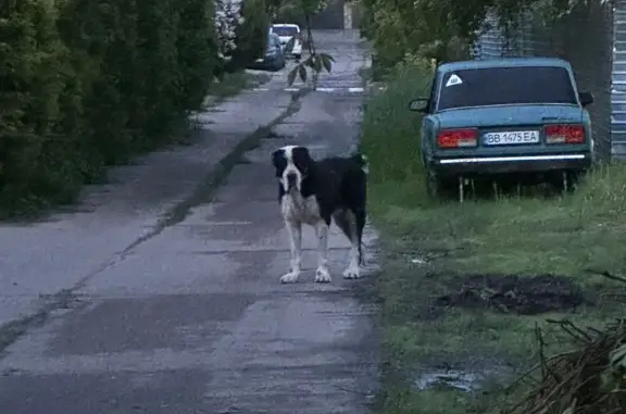 Пропала собака на Зимёнковской, Летово