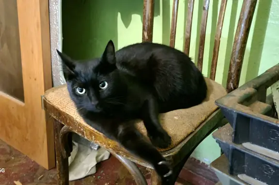 Найдена черная кошка на 40 лет Октября, 7 (Нижний Новгород)