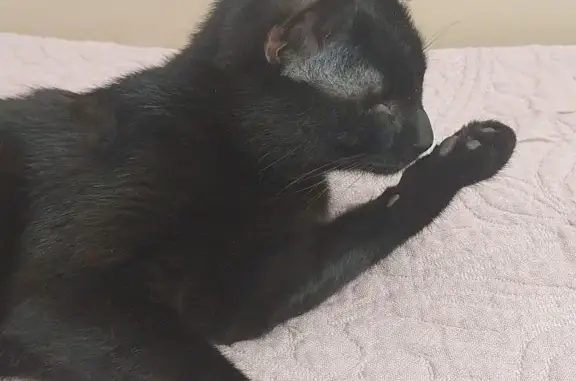 Кошки потеряшки, Тольятти, фото: Потеряшка кошка Умка на ул. Дзержинского, 14 квартал.