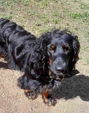 Пропала собака в Забайкальском крае