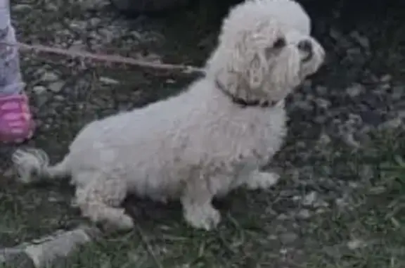 Пропала собака на Магнитогорской, Владивосток