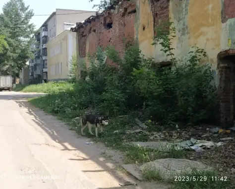 Собака найдена на улице Баумана, 30А в Екатеринбурге.