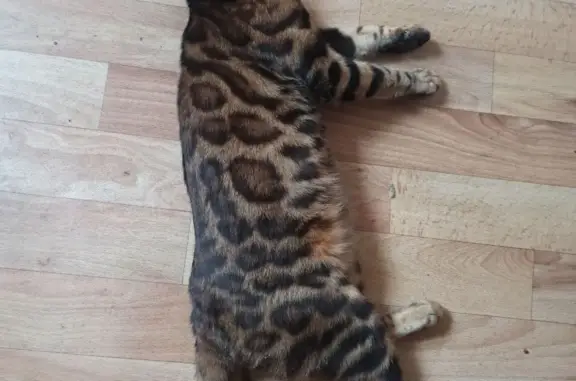 Объявления о пропавших и найденных животных, Тамбов, фото: Пропала бенгальская кошка на Пионерской, 9А в Тамбове