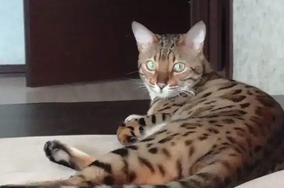 Объявления о пропавших и найденных животных, Курган, фото: Пропал кот в СНТ Юбилейный, Курганская область