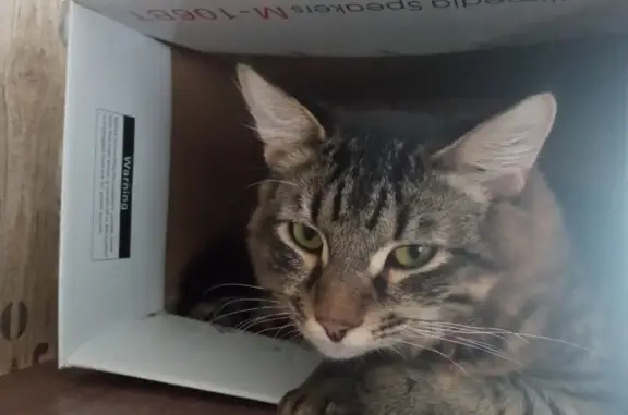 Кошки потеряшки, Киров, фото: Потеряшка кот Крош в районе магазина Ассоль, Бобино, Слободской район