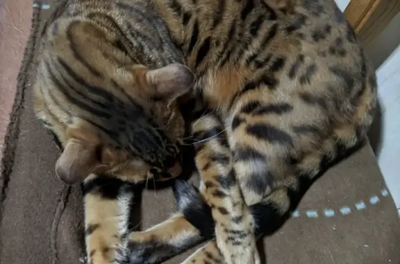 Кошки потеряшки, Ижевск, фото: Потеряшка бенгальская кошка на Заречном переулке