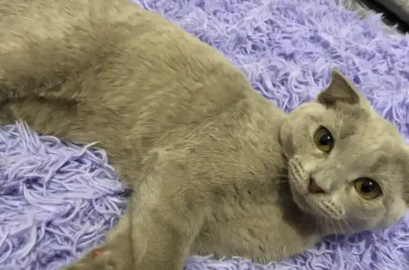 Кошки потеряшки, Новосибирск, фото: Потеряшка кошка на Полярной 17, Новосибирск