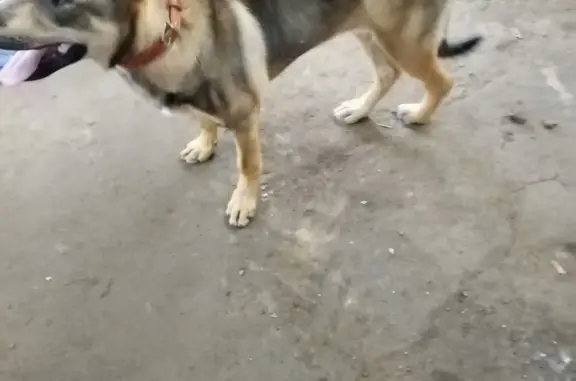 Найдена собака на ул. Свободы, 50 в Красном Селе.