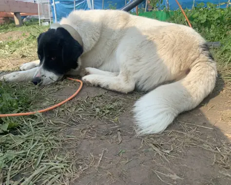 Найдена собака с ошейником в Московской области