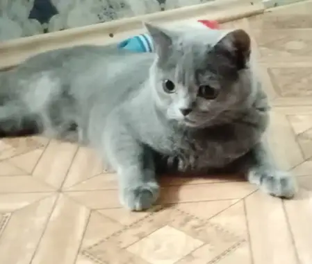 Кошки потеряшки, Октябрьский, фото: Потеряшка серая британская кошка на Советской улице, 28