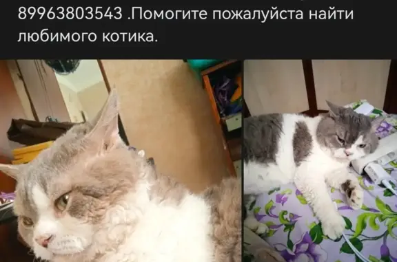 Кошки потеряшки, Новосибирск, фото: Потеряшка кошка на ул. Героев Революции, 121