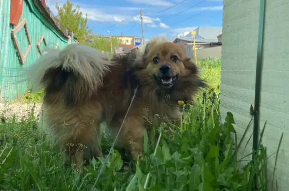 Пропала собака Мортис на Красноармейской, 27 в Белебее