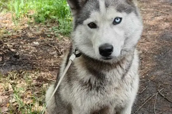 Найдена собака Хаски в Костенково