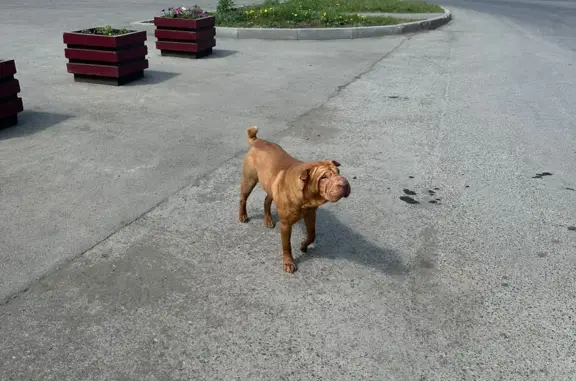 Найдена собака возле магазина Пятерочка в Сухово