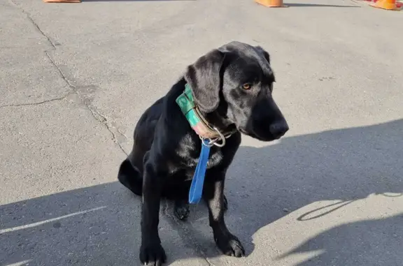 Потерянная черная собака на Пионерской, Хабаровск