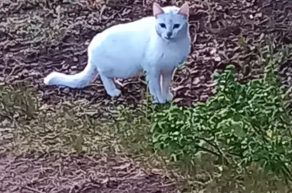 Белая кошка с голубыми глазами гуляет в Сестрорецке