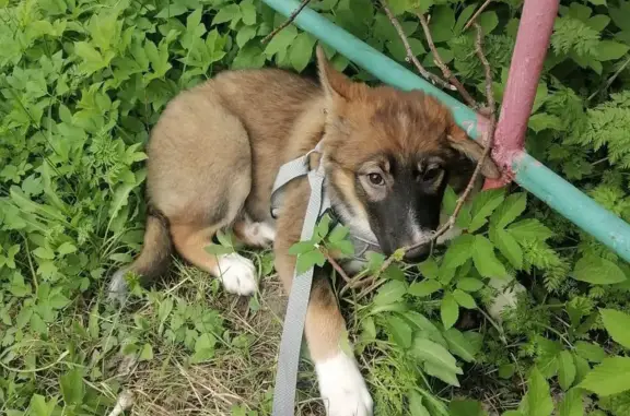 Пропала собака Пол на улице Баумана, Мурманск
