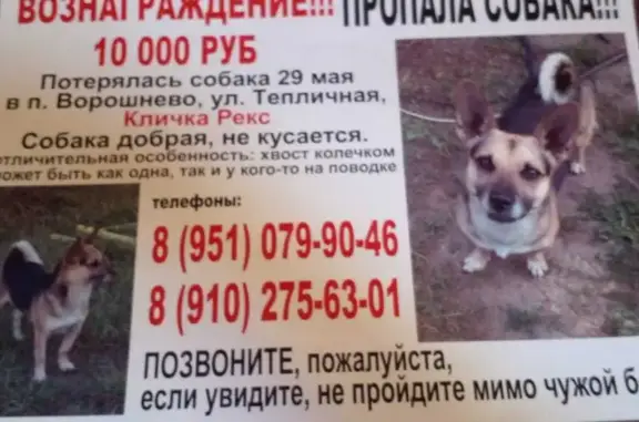 Пропала собака Рэкс на Тепличной, 72