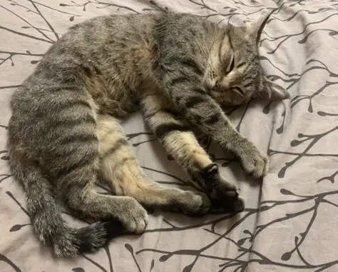 Найдена домашняя кошка возраста около года в Тобольске (34)