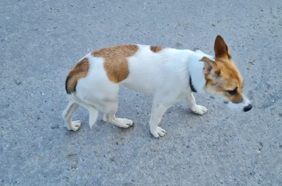 Собака найдена на ул. Стаханова, 18А в Липецке.