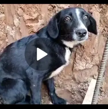 Найдена пугливая собака с коричневым ошейником в СНТ Воговец, Подольск