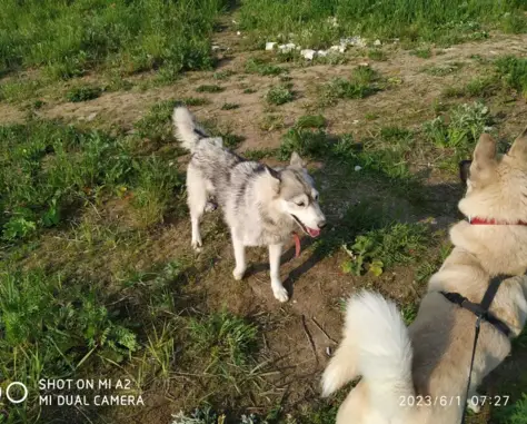 Найдена худая собака на ул. Левитана, Тверь