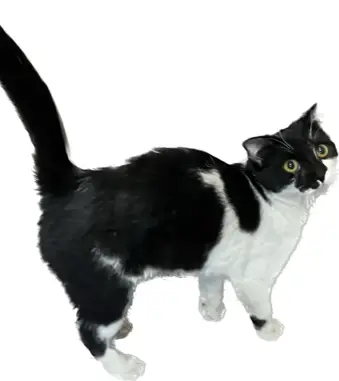 Найдена черно-белая кошка на Полярной, ищет новых хозяев