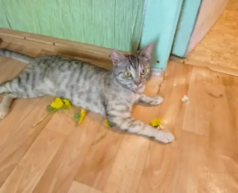 Кошки потеряшки, Санкт-Петербург, фото: Потеряшка кошка на пр. Ветеранов, 158 в СПб.