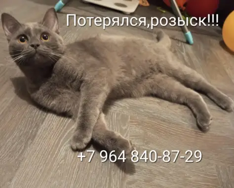 Пропала кошка Кот на пр. 60 лет Октября, 11А, Саранск