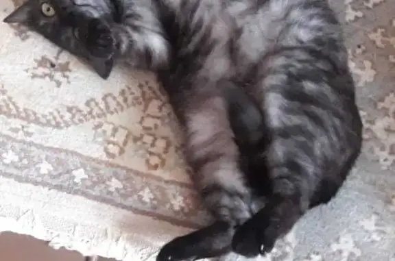 Пропала стерилизованная кошка на ул. Свердлова, 17, Балашиха