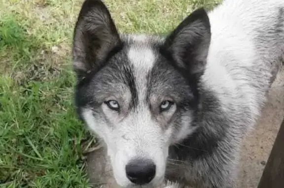 Найдена собака в Киселевске, похож на хаски